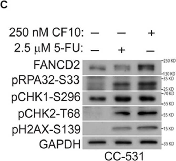 Detection of FANCD2 by Western Blot