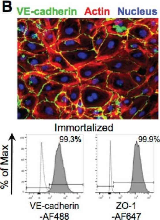 Detection of Human VE-Cadherin by Flow Cytometry Detection of Human VE-Cadherin by Flow Cytometry