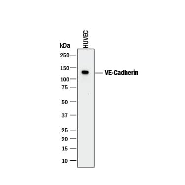 Detection of Human VE-Cadherin antibody by Western Blot.