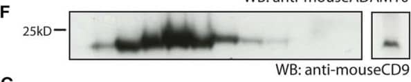 Detection of Mouse ADAM10 by Western Blot