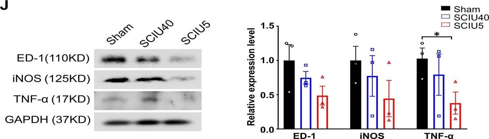Detection of Rat iNOS by Western Blot