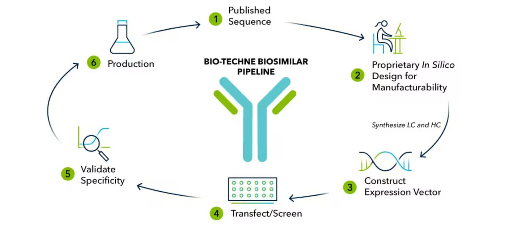 Schematic representation of the production of biosimilars at Bio-Techne Human CD20 (Research Grade Rituximab Biosimilar) Antibody