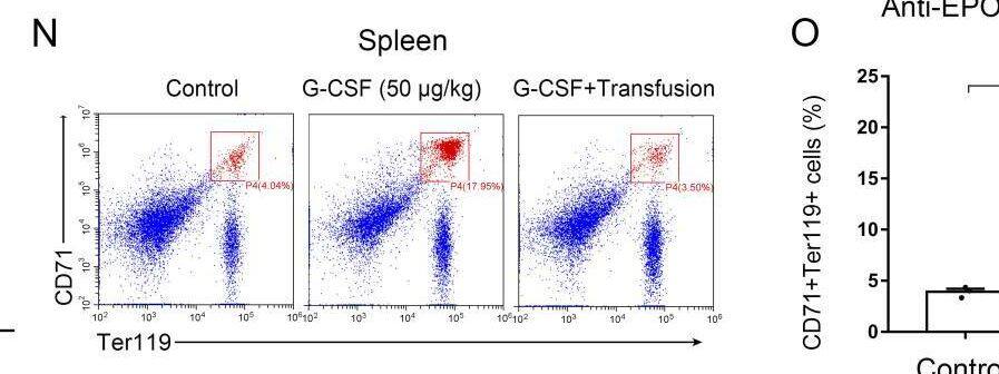 Detection of Erythropoietin/EPO by Flow Cytometry