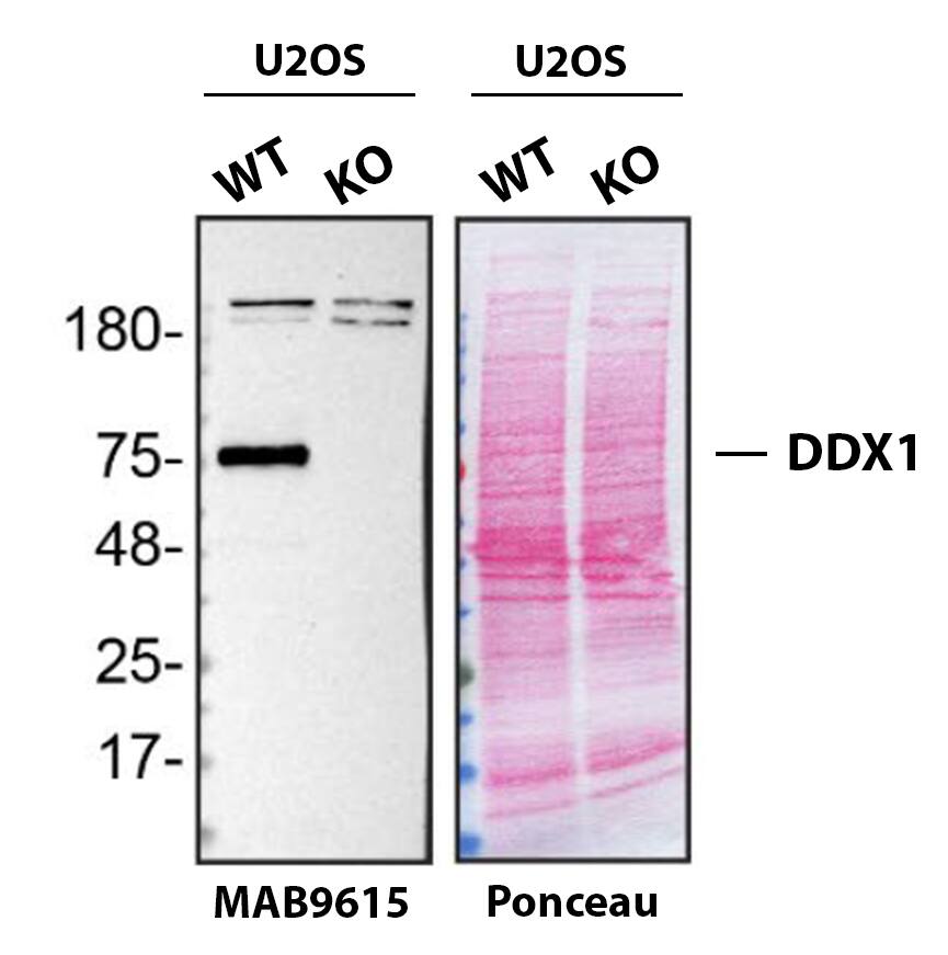 Western Blot Shows DDX1 Specificity Using Knockout Cell Line.