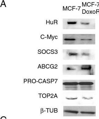 Detection of Human ABCG2/CD338 by Western Blot