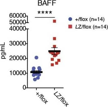 Detection of Mouse BAFF/BLyS/TNFSF13B by ELISA