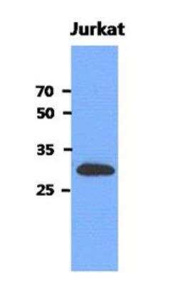 Western Blot: mediator of cell motility 1 Antibody (1E9)BSA Free [NBP2-22593]