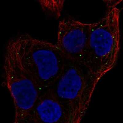 Immunocytochemistry/ Immunofluorescence: mediator of cell motility 1 Antibody [NBP2-58236]