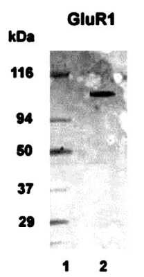 Western Blot: mGluR1 AntibodyBSA Free [NB110-39033]