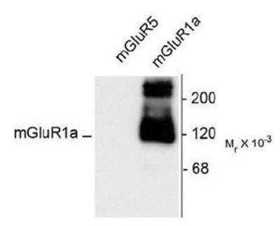 Western Blot: mGluR1 Antibody [NB300-123]