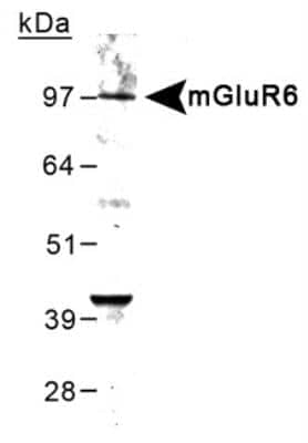 Western Blot: mGluR6 Antibody [NB300-189]