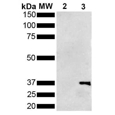 Western Blot: metallothionein Antibody (1F5) [NBP3-18261]