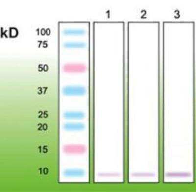 Western Blot: metallothionein Antibody (N11-G) [NBP1-79083]