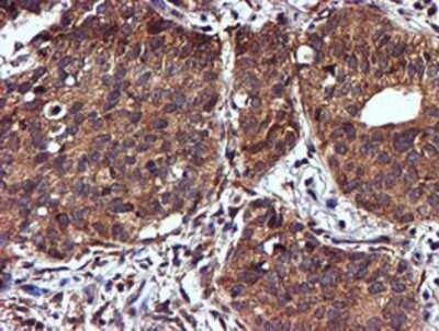 Immunohistochemistry-Paraffin: midA Antibody (OTI4A5) [NBP2-00820]