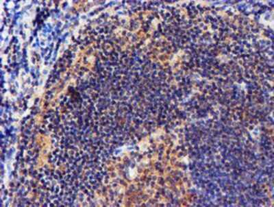 Immunohistochemistry-Paraffin: midA Antibody (OTI4A5) [NBP2-00820]