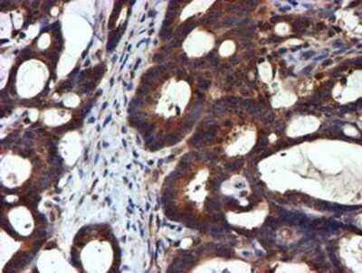 Immunohistochemistry: midA Antibody (OTI4A5) - Azide and BSA Free [NBP2-72681]