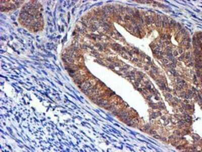Immunohistochemistry: midA Antibody (OTI4A5) - Azide and BSA Free [NBP2-72681]