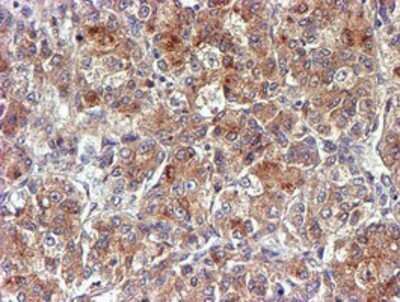 Immunohistochemistry: midA Antibody (OTI4A5) - Azide and BSA Free [NBP2-72681]
