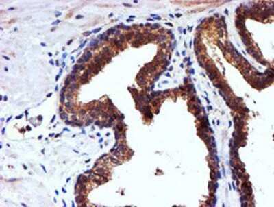 Immunohistochemistry: midA Antibody (OTI4A5) - Azide and BSA Free [NBP2-72681]