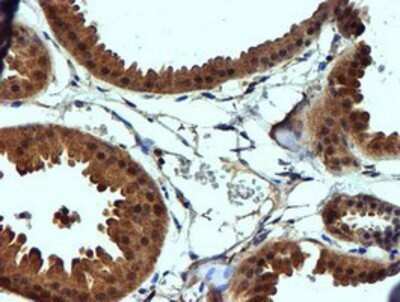 Immunohistochemistry: midA Antibody (OTI4A5) - Azide and BSA Free [NBP2-72681]