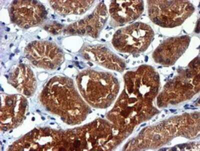 Immunohistochemistry: midA Antibody (OTI4A5) - Azide and BSA Free [NBP2-72681]