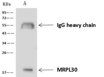 Immunoprecipitation: mitochondrial ribosomal protein L30 Antibody [NBP3-05921]