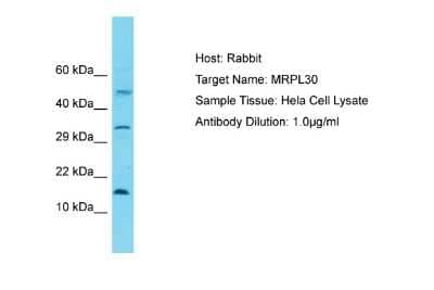 Western Blot: mitochondrial ribosomal protein L30 Antibody [NBP2-83209]