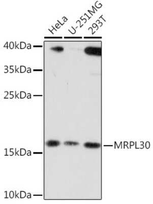 Western Blot: mitochondrial ribosomal protein L30 AntibodyAzide and BSA Free [NBP3-03295]