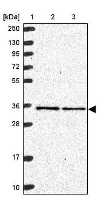 Western Blot: mitochondrial ribosomal protein L4 Antibody [NBP2-13617]