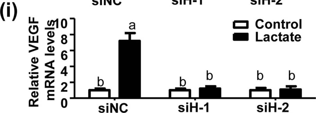 Detection of Mouse VEGF