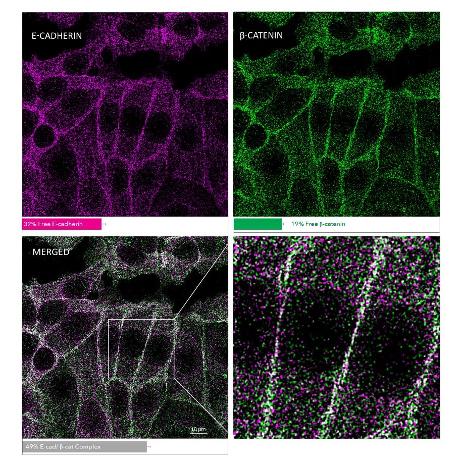 MolBoolean™ Mouse/Rabbit Assay Kit Proximity Ligation Assay: MolBoolean™ Mouse/Rabbit Assay Kit [Molb00001]