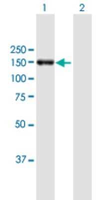 Western Blot: mtRNA polymerase Antibody [H00005442-B01P]