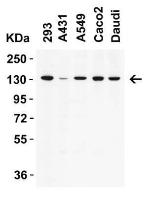 Western Blot: mtRNA polymerase AntibodyBSA Free [NBP3-18334]