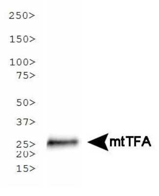 Western Blot: mtTFA Antibody (18G102B2E11)Azide and BSA Free [NBP2-80858]