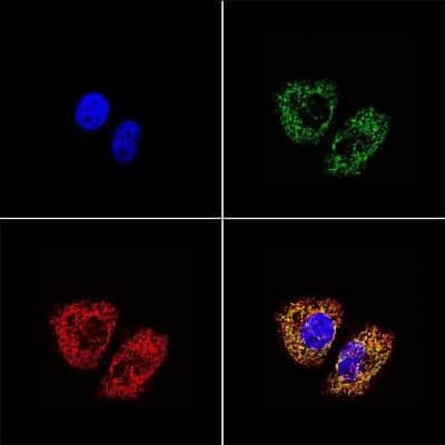Immunocytochemistry/ Immunofluorescence: mtTFA Antibody (18G102B2E11) [NBP1-71648]