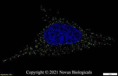 Immunocytochemistry/ Immunofluorescence: mtTFA Antibody (18G102B2E11) [NBP1-71648]