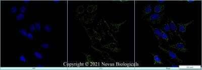 Immunocytochemistry/ Immunofluorescence: mtTFA Antibody (18G102B2E11) [NBP1-71648]