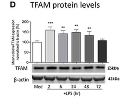Western Blot: mtTFA Antibody (18G102B2E11) [NBP1-71648]