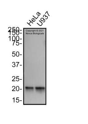 Western Blot: mtTFA Antibody (18G102B2E11) [NBP1-71648]