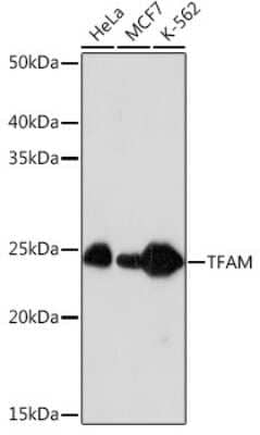 Western Blot: mtTFA Antibody (4H2M9) [NBP3-16154]