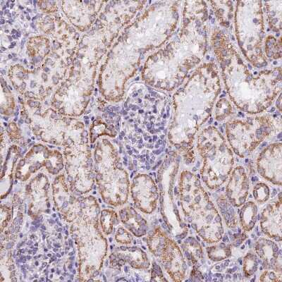 Immunohistochemistry-Paraffin: mtTFA Antibody [NBP1-86959]