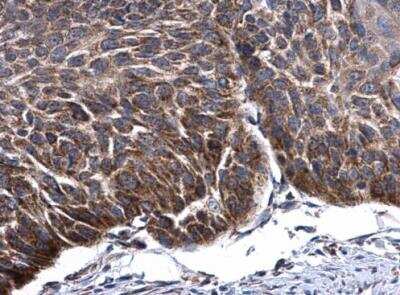 Immunohistochemistry-Paraffin: mtTFA Antibody [NBP2-19437]