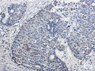 Immunohistochemistry-Paraffin: mtTFA Antibody (S08-3E2) [NBP3-19504]