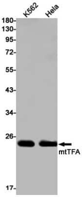 Western Blot: mtTFA Antibody (S08-3E2) [NBP3-19504]