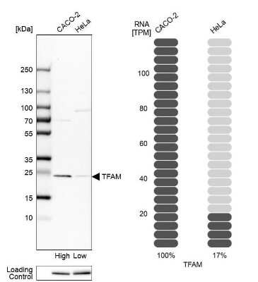 Western Blot: mtTFA Antibody [NBP1-86959]