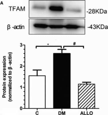 Western Blot: mtTFA Antibody [NBP2-19437]