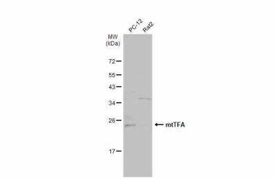Western Blot: mtTFA Antibody [NBP2-19438]