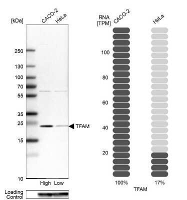 Western Blot: mtTFA Antibody [NBP2-56077]