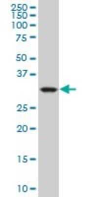 Western Blot: mu Crystallin Antibody (1C6) [H00001428-M09]