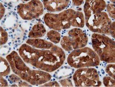 Immunohistochemistry-Paraffin: mu Crystallin Antibody (OTI1G7) [NBP2-02829]